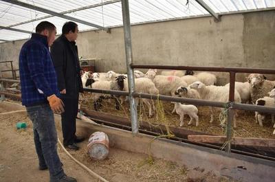 大通縣農業農村局 筑牢防疫保供雙防線，保障畜牧業生產平穩有序