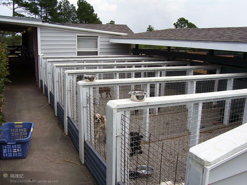 探秘頂級犬舍 藝術與科學的完美交融，顛覆你的想象