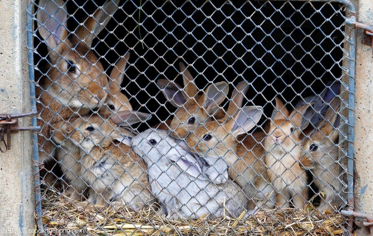 法國盧瓦爾地區(qū)馬耶訥省老農場中的兔子飼養(yǎng)藝術